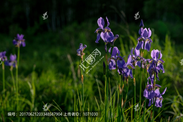 鳶尾花