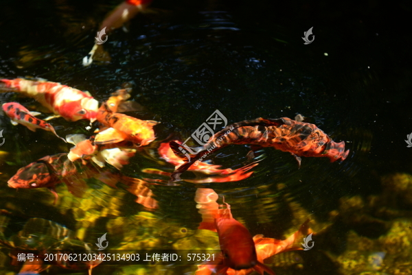 錦鯉