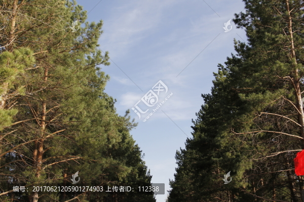 春天,綠樹,藍(lán)天,嫩芽,松樹