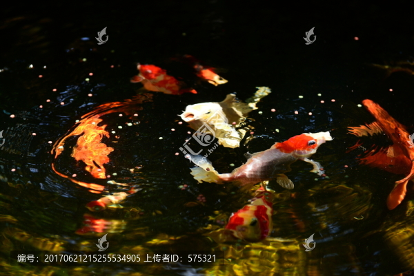 錦鯉戲水