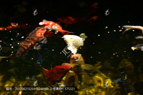 錦鯉戲水