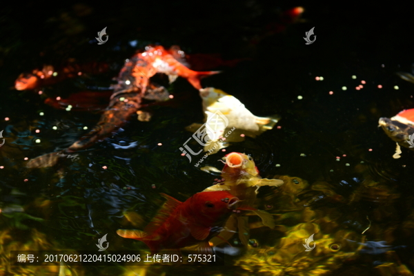錦鯉戲水