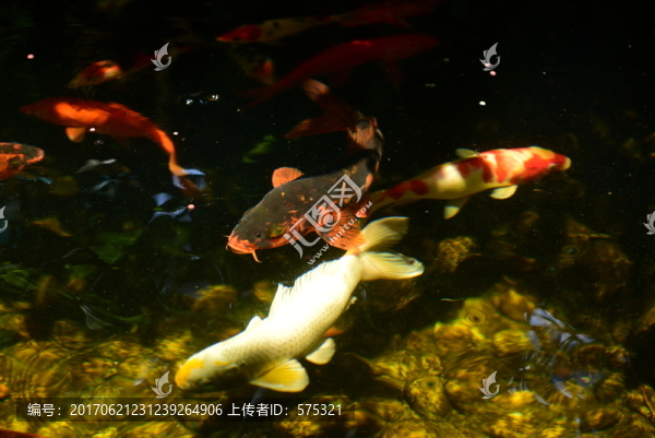 錦鯉戲水