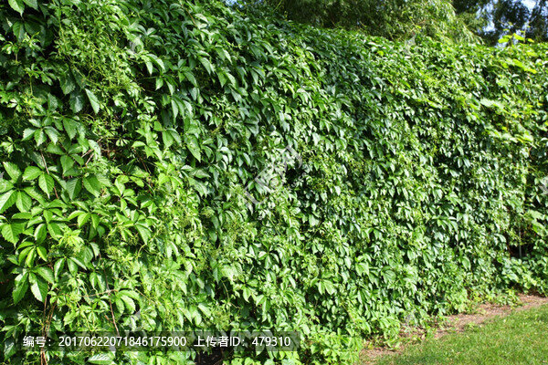 植物園,哈爾濱,太陽島,公園