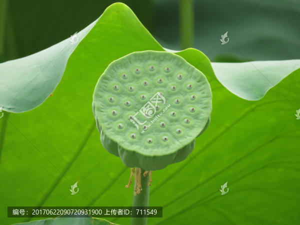 蓮蓬,荷葉