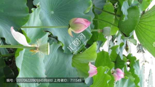 荷韻
