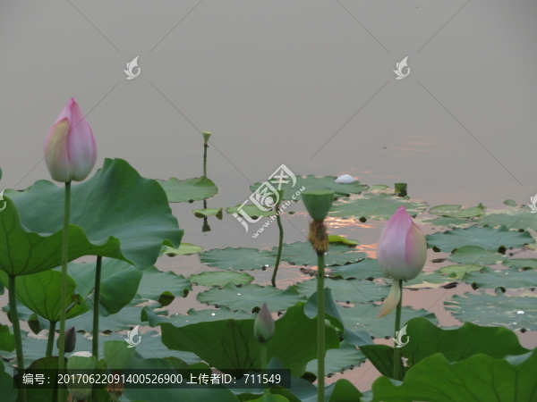 荷韻荷花