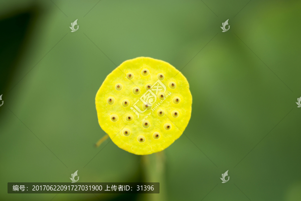 荷花寫意花卉