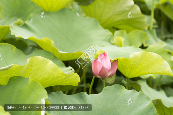 荷花寫意花朵