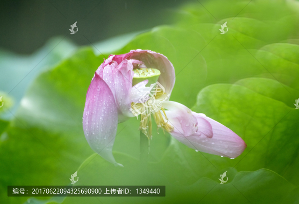 荷花