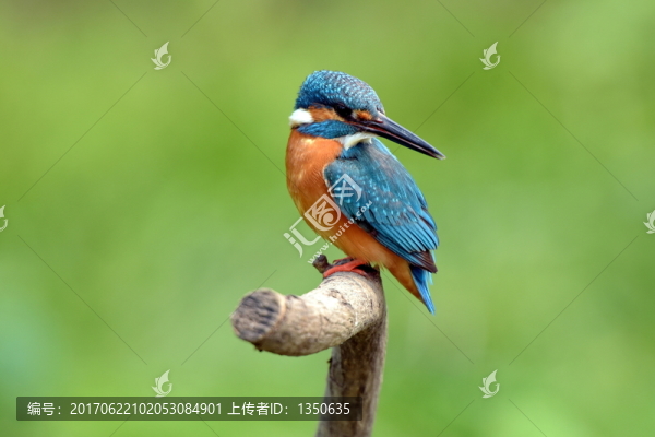 鳥