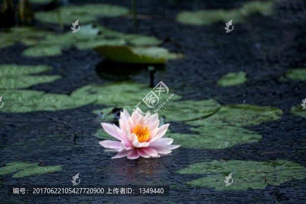 紅蓮