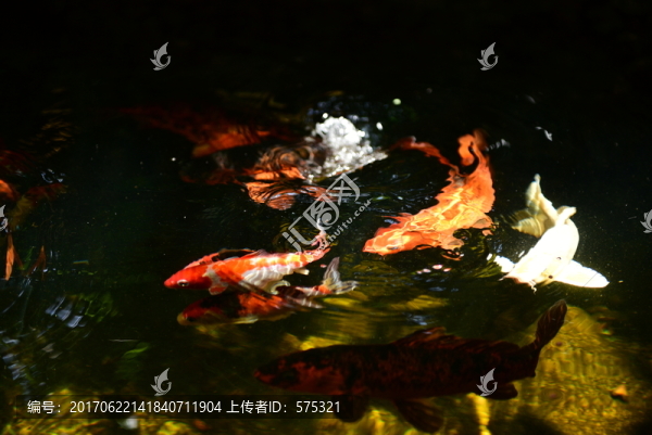 錦鯉戲水