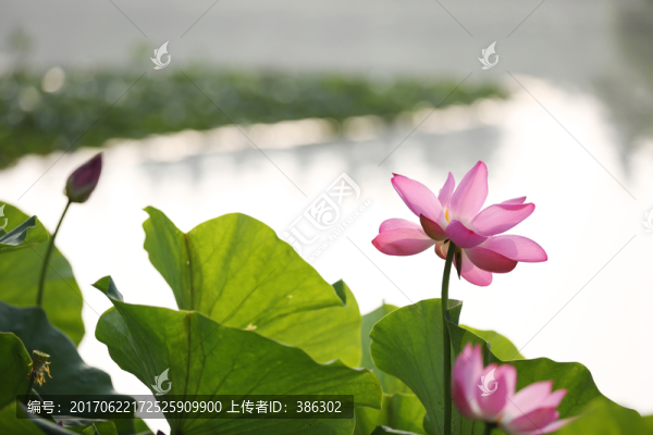 荷花