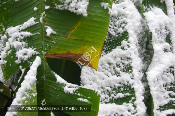 雪中芭蕉葉