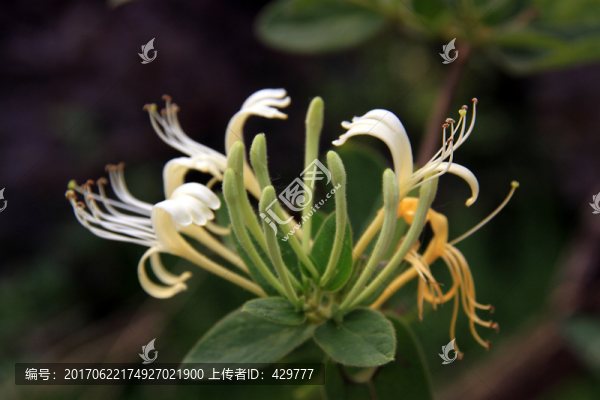 金銀花