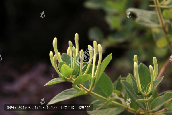 金銀花