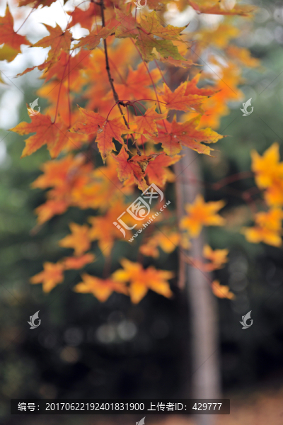 楓樹林,,小樹林