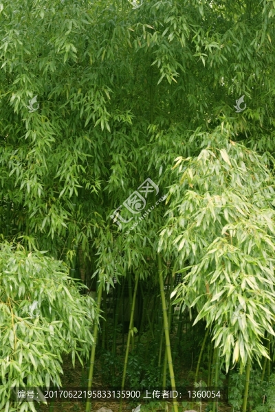 竹子,竹林