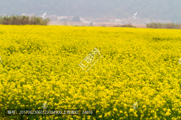 廣西上林,油菜花
