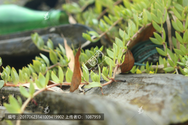 多肉植物