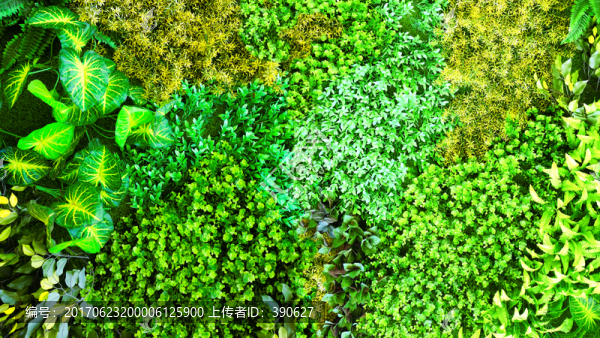 綠色植物墻