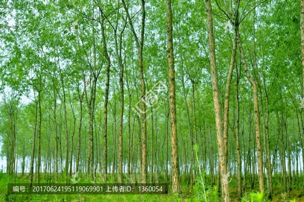 樹林,柳樹