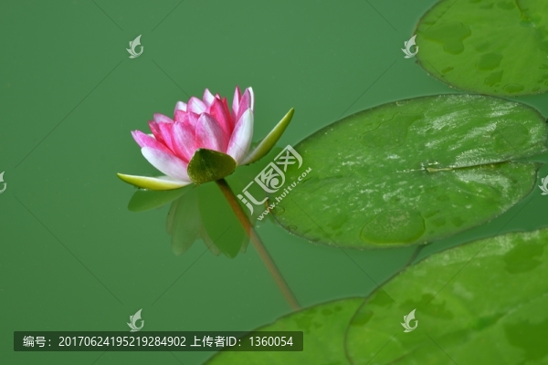 睡蓮,花卉