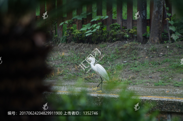 白鷺