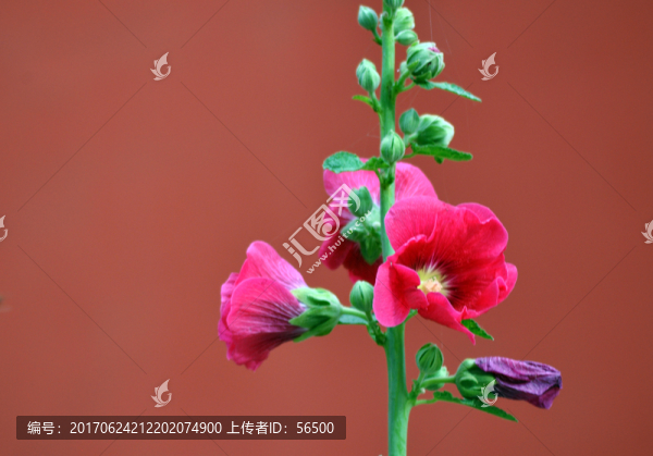 蜀葵
