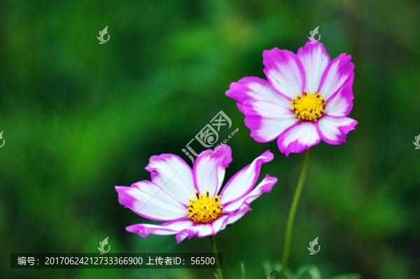 格桑花