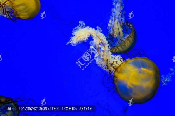 水母素材,,大水母