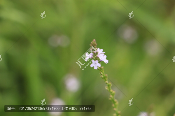 綠色植物