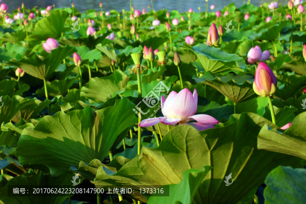 蓮花池公園景觀