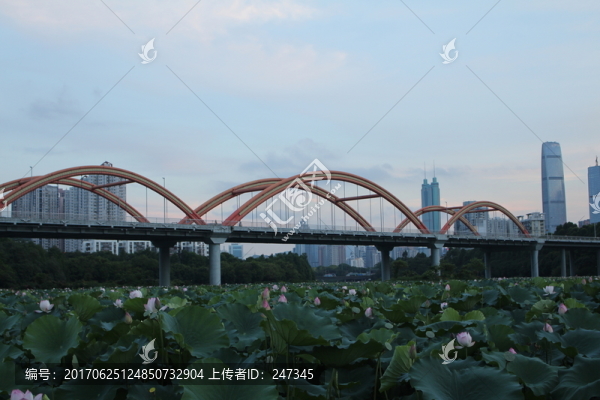 荷花和天橋