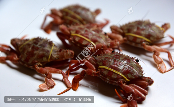 螃蟹海鮮餐飲