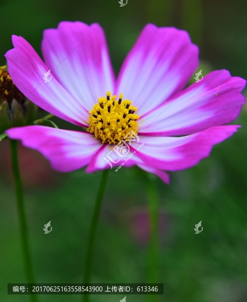 花卉