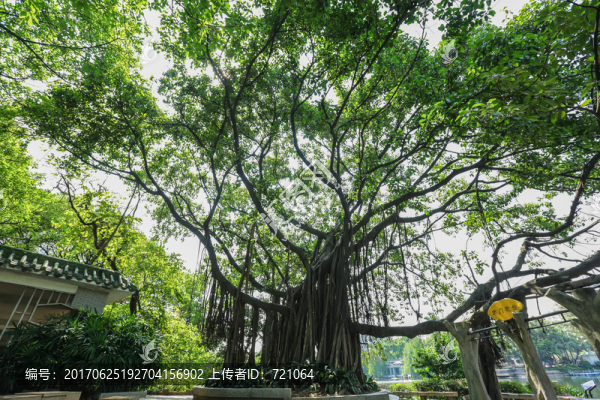 樹(shù)木,大樹(shù),休閑公園
