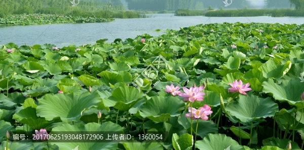 濕地,荷花