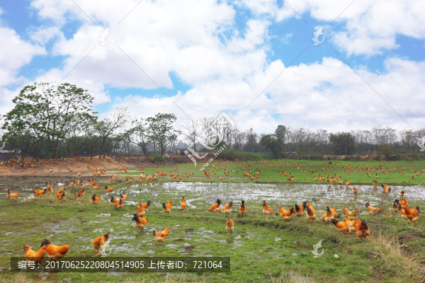 養(yǎng)雞場