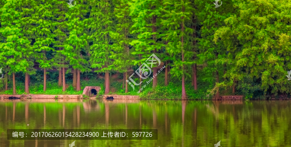高清森林倒影