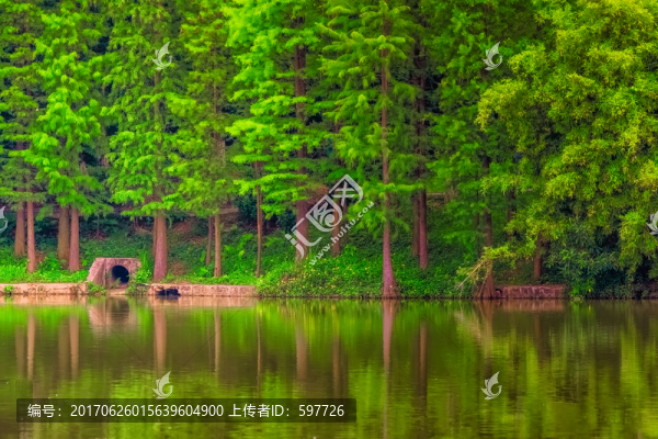 杉樹林