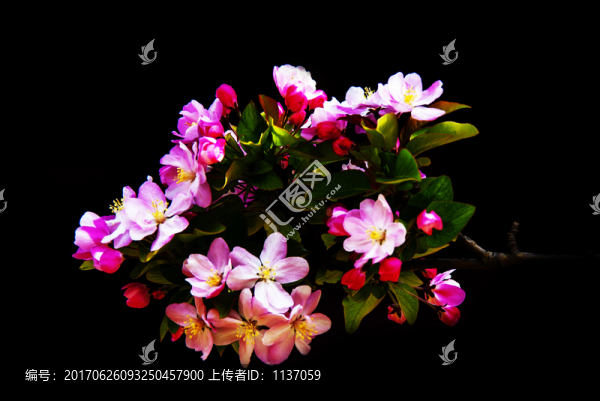 海棠花