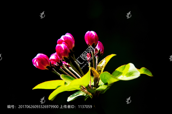 海棠花