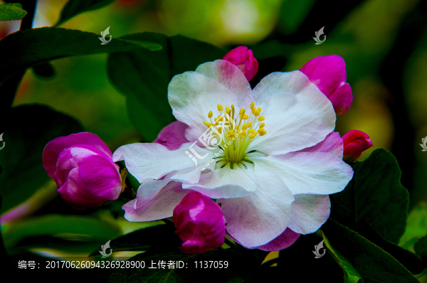 海棠花