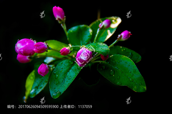 海棠花