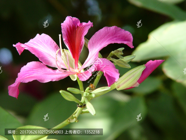 紫荊花