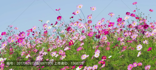 波斯菊花海