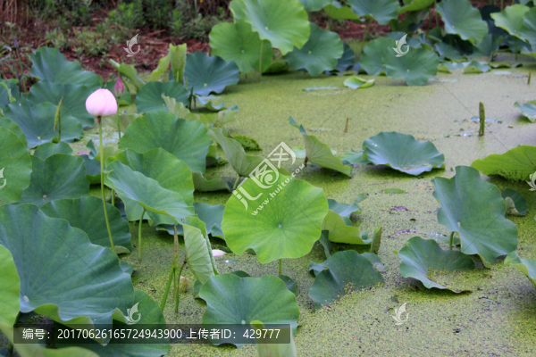 荷花池,,荷塘