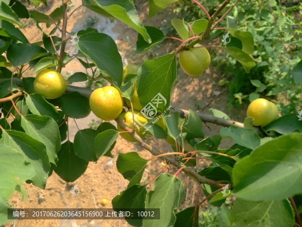 珍珠油杏